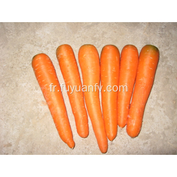 carotte sucrée taille SML